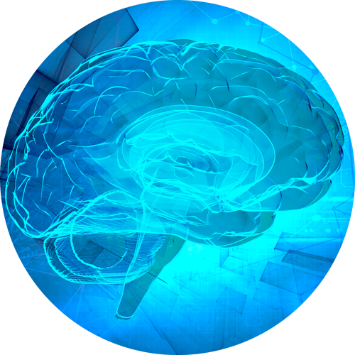 Brain